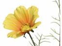 Coreopside Giallo H.64Cm
