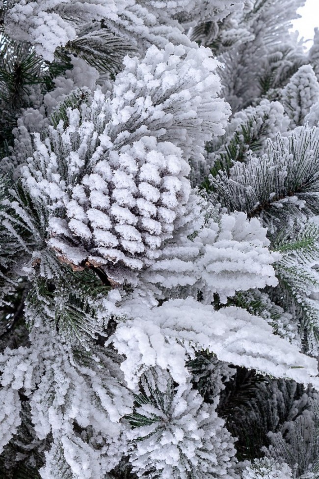 Albero Arves Innevato H150-970Rami
