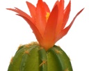 Pianta Cactus con vaso 7,5x7,5x24h cm