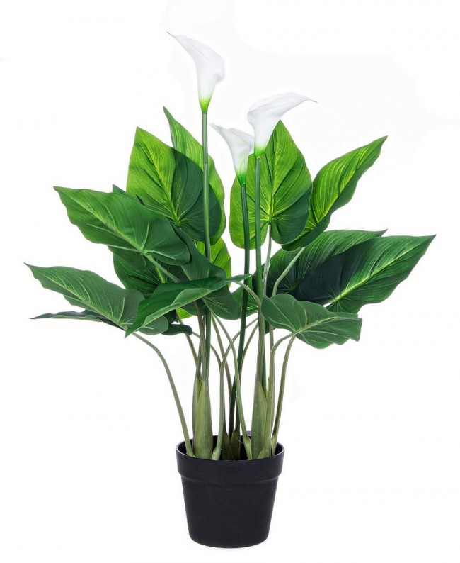 Pianta Calla da arredo con vaso 68h cm