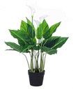 Pianta Calla da arredo con vaso 68h cm