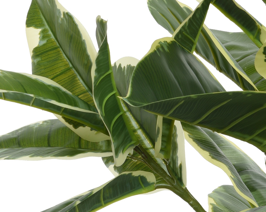 Pianta Ficus in plastica con vaso 61x61x76h cm