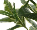 Pianta Ficus in plastica con vaso 61x61x76h cm