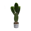 Pianta cactus con vaso tondo cmø12h22
