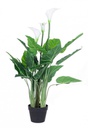 Pianta calla con vaso 27 foglie h100