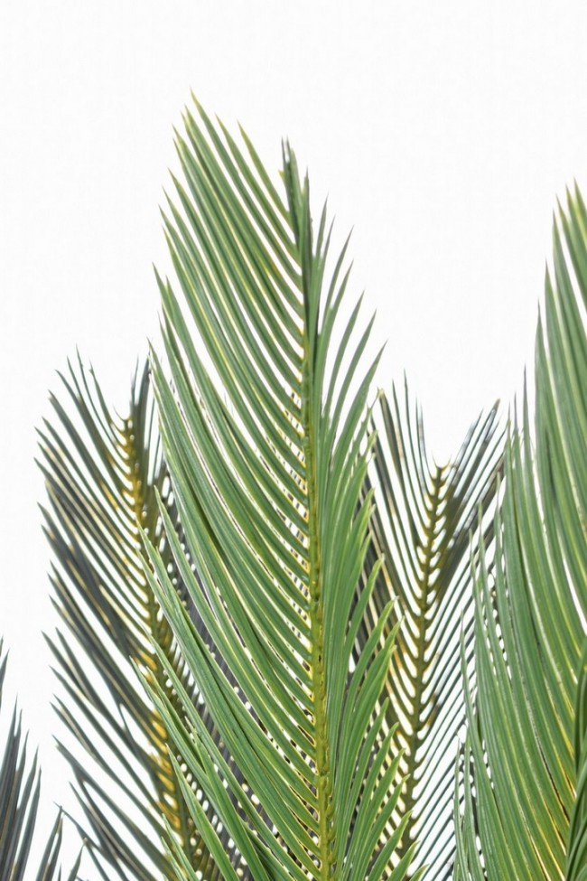 Pianta con vaso Palma Cycas 28 foglie 120h cm