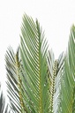 Pianta con vaso Palma Cycas 28 foglie 120h cm