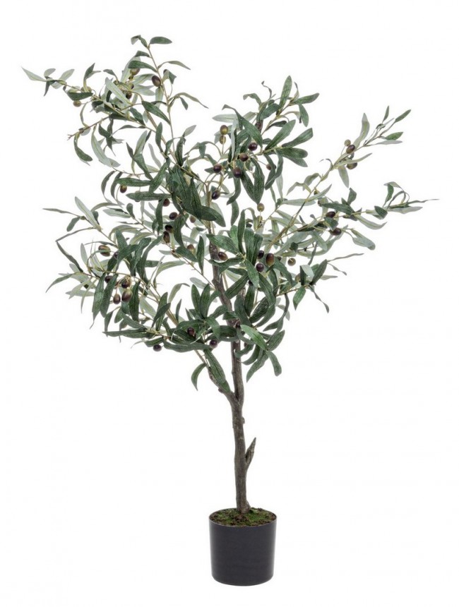 Pianta di ulivo con vaso nero 120h cm