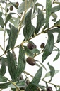 Pianta di ulivo con vaso nero 120h cm
