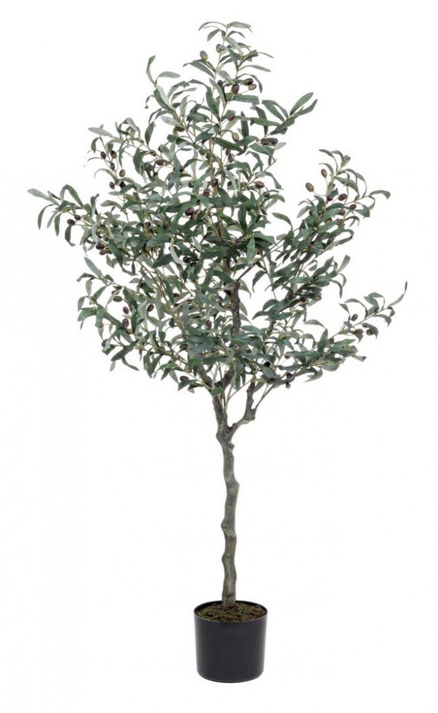 Pianta di ulivo con vaso nero 156h cm