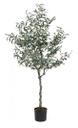 Pianta di ulivo con vaso nero 156h cm