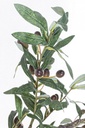 Pianta di ulivo con vaso nero 156h cm
