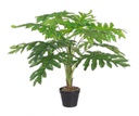 Pianta filodendro zigrinato 90h cm