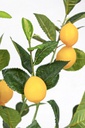 Pianta limone con vaso 198 foglie altezza cm 120