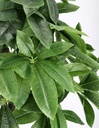 2x Pianta Pachira Aquatica C-Vaso 280F H120