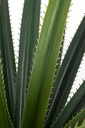2x Pianta Ruscaceae C-Vaso 28Foglie H90Cm