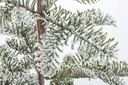 2x Pino Peralba Innevato H85