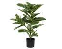 Pianta Ficus in plastica con vaso 61x61x76h cm