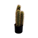 Pianta cactus con vaso tondo cmø13h42