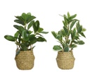 Pianta in plastica con vaso 25x25x35h cm