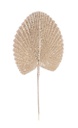 12x Foglia Ventaglio Champagne H52Cm