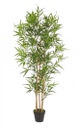 2x Pianta Bamboo C-Vaso H155Cm