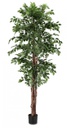 2x Pianta Banyan C-Vaso 2480Foglie H210