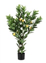 2x Pianta Limone C-Vaso 224Foglie H115