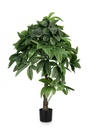 2x Pianta Pachira Aquatica C-Vaso 280F H120