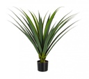 2x Pianta Ruscaceae C-Vaso 28Foglie H90Cm