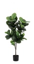 4x Pianta Ficus Lyrata C-Vaso 72Foglie H120