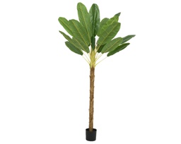 [20041796] Pianta di Banana in vaso 120x120x280h cm