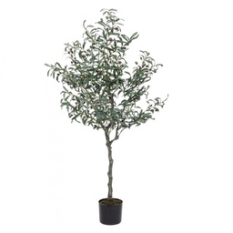 [B0172614] Pianta di ulivo con vaso nero 156h cm