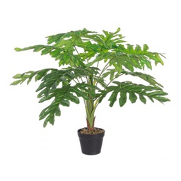 [B0172434] Pianta filodendro zigrinato 90h cm