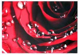 [V9174650000] Quadro dettaglio rosa rossa yc-1404 cm.80 x 60 x 2,8
