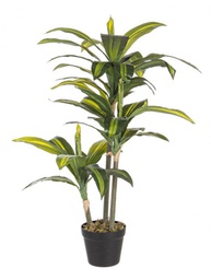 [B0172431] 2x Pianta Dracena C-Vaso 43Foglie H88Cm