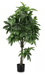 [B0172862] 2x Pianta Pachira Aquatica C-Vaso 360F H160