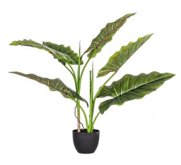[B0172562] 4x Pianta Dieffenbachia C-Vaso 7Foglie H78