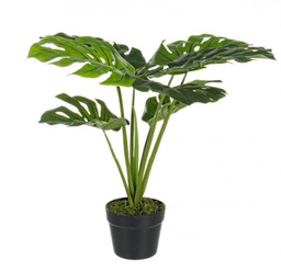 [B0172389] 4x Pianta Filodendro C-Vaso 8Foglie H60Cm