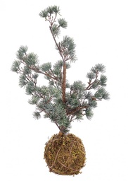 [B0937150] 4x Pino Kokedama Arctic Ghiacciato H50