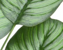 Pianta Calathea in poliestere con vaso D44x31h cm