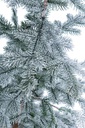 2x Pino Elbrus Innevato H90