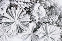 4x Corona Arves Innevato D80