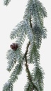 6x Boa Elbert Innevato H180