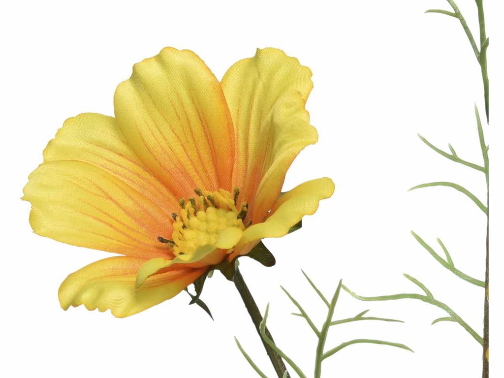 Coreopside Giallo H.64Cm