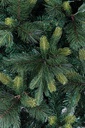 Albero Tauri H180-836Rami