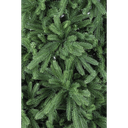 Albero Tieolo H 210 - 950 Rami Ø145 cm