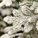 Albero di Natale Alpine Fir innevato Ø60 x H 240 cm