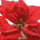 Fiore rosso H67 cm decorazione di natale