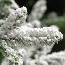Albero di Natale Liberty Spruce innevato Ø122 x H150 cm